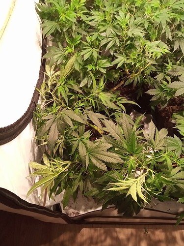 Growreport Bild 30