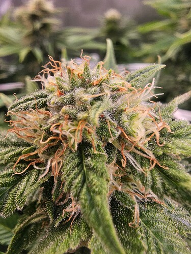 Growreport Bild 21
