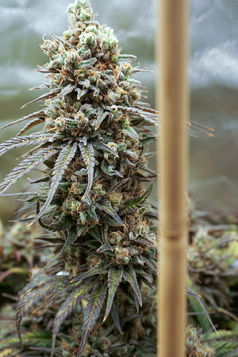 Growreport Bild 1
