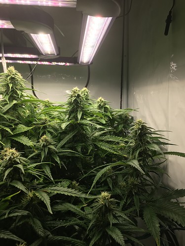 Growreport Bild 2