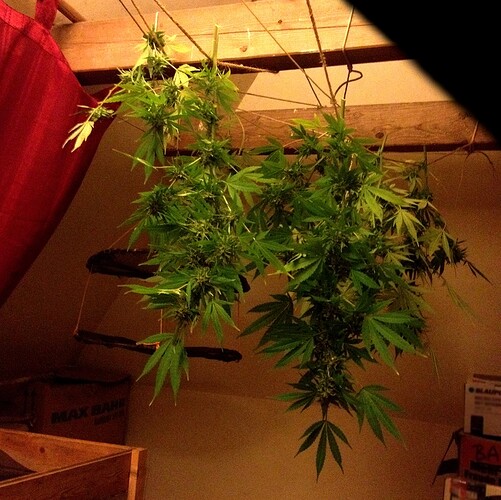 Growreport Bild 31