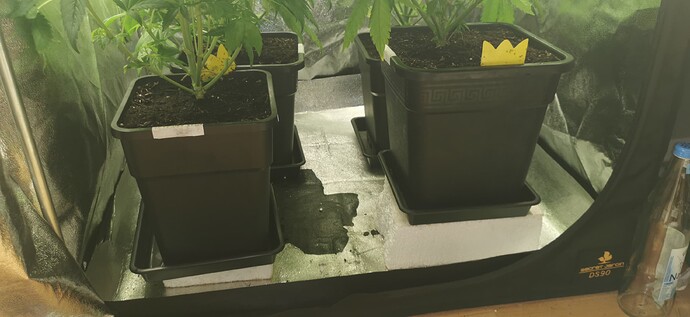 Growreport Bild 39
