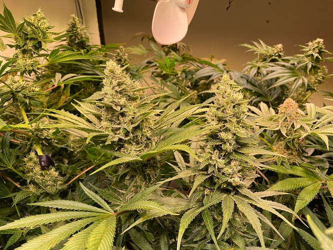 Growreport Bild 3