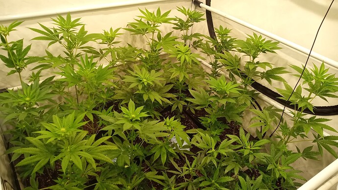 Growreport Bild 19