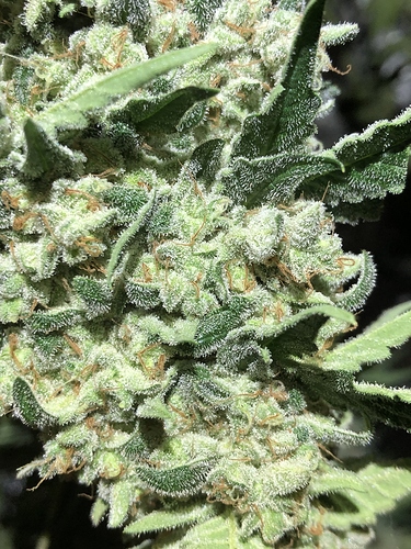 Growreport Bild 7