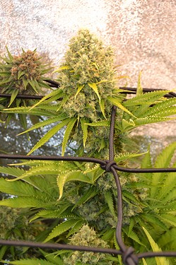 Growreport Bild 4