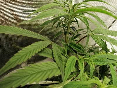 Growreport Bild 5