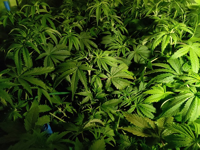 Growreport Bild 1