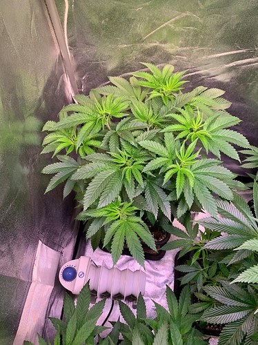 Growreport Bild 4