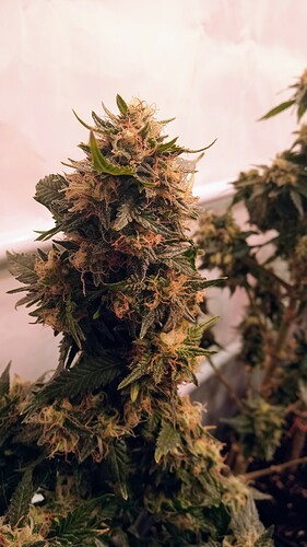Growreport Bild 22