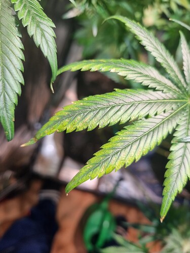 Growreport Bild 4