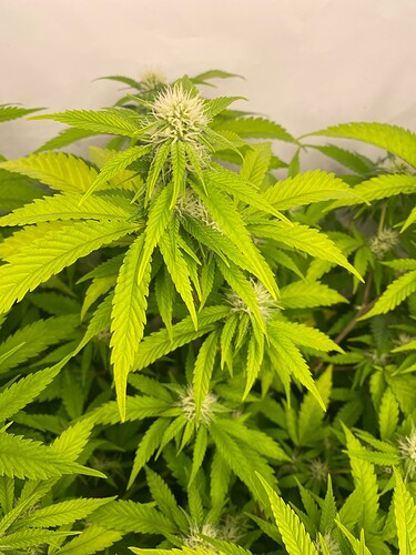 Growreport Bild 2