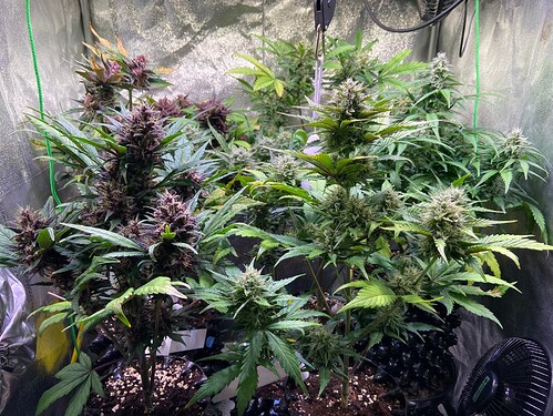 Growreport Bild 4