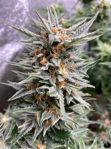 Growreport Bild 3