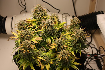 Growreport Bild 11