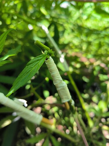 Growreport Bild 4