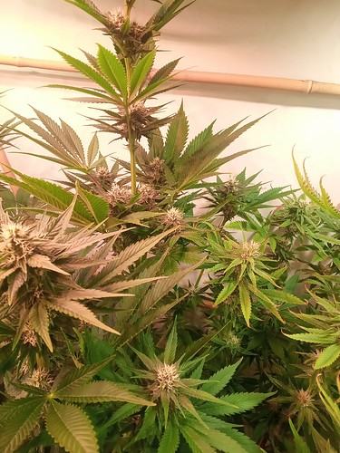 Growreport Bild 60