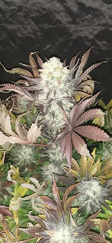 Growreport Bild 9