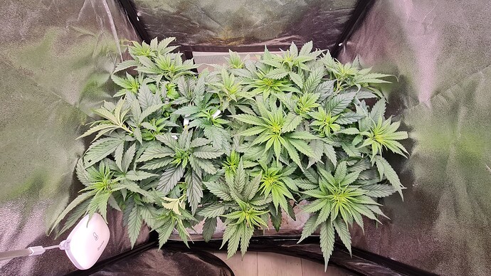 Growreport Bild 1