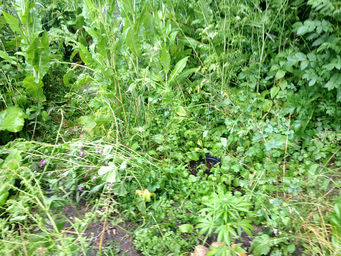 Growreport Bild 11
