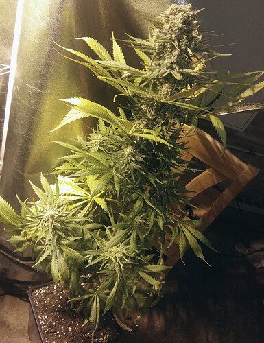 Growreport Bild 2