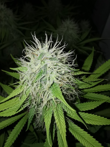 Growreport Bild 6