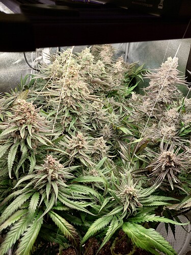 Growreport Bild 3