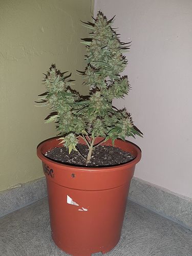 Growreport Bild 1