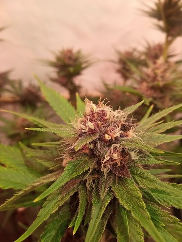 Growreport Bild 33