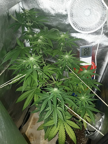 Growreport Bild 1