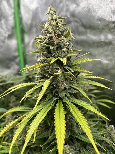 Growreport Bild 7