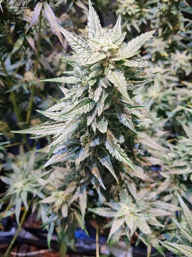 Growreport Bild 15