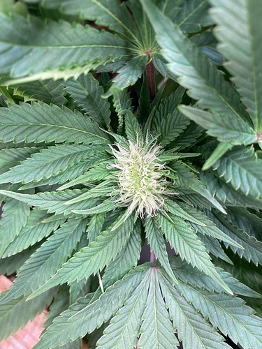 Growreport Bild 3