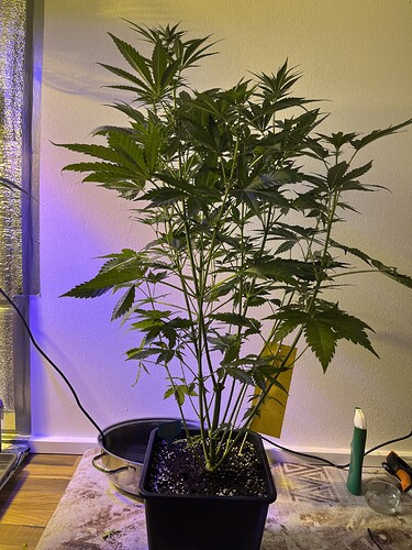 Growreport Bild 6