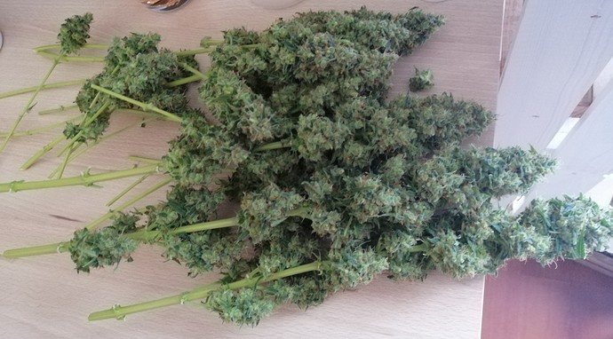 Mein erstes Mal: Schaffe ich es bis zur Ernte?:D [1x WhiteWidow]