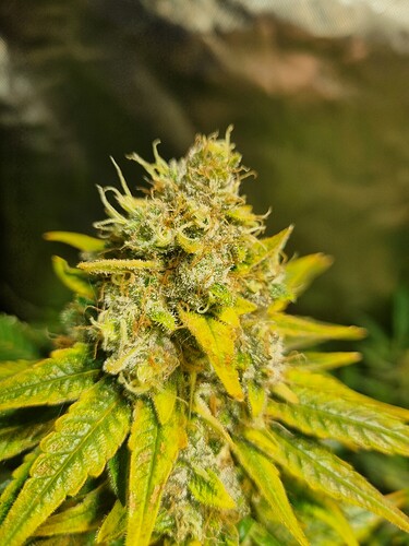 Growreport Bild 20
