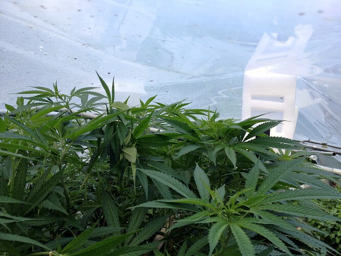 Growreport Bild 4