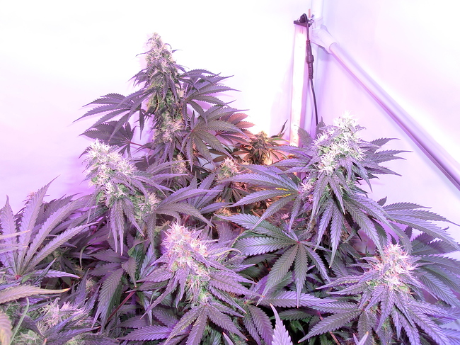 Growreport Bild 11