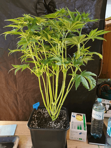 Growreport Bild 7