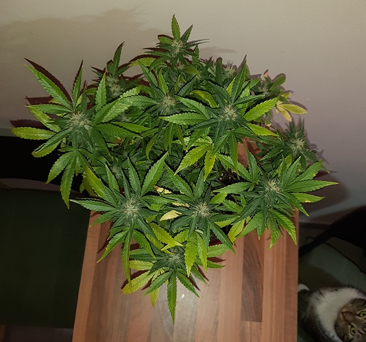 Growreport Bild 8