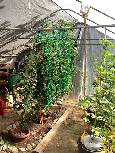 Growreport Bild 4