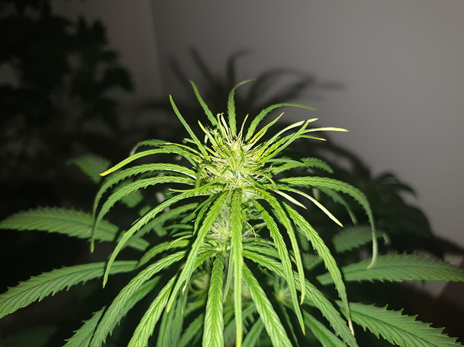 Growreport Bild 13