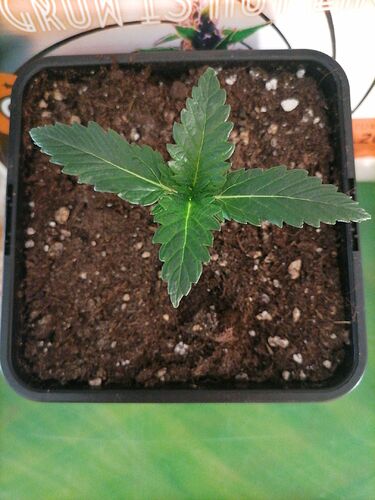 Growreport Bild 52
