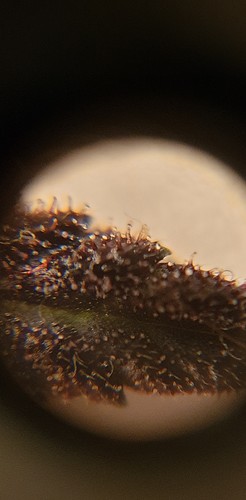 Growreport Bild 6