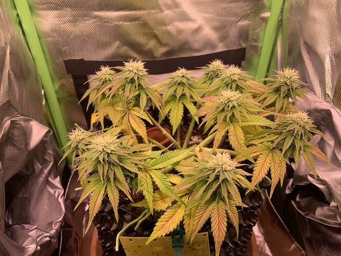 Growreport Bild 1
