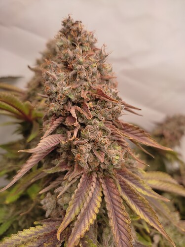 Growreport Bild 10