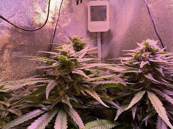 Growreport Bild 16
