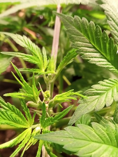 Growreport Bild 45