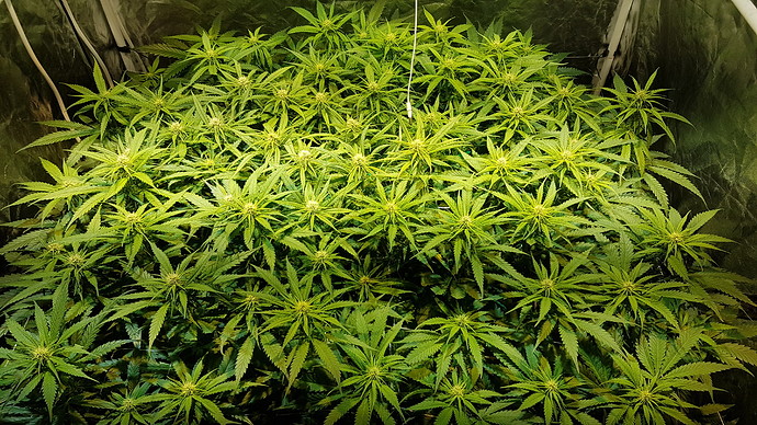 Growreport Bild 2