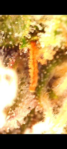 Nahaufnahme von Cannabis-Trichomen unter einem Mikroskop, mit einigen orangefarbenen Stempeln sichtbar.